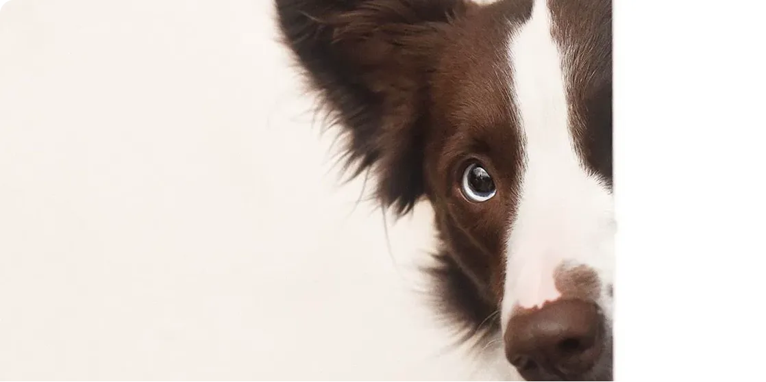 Modern Dog Bed Manufacturer