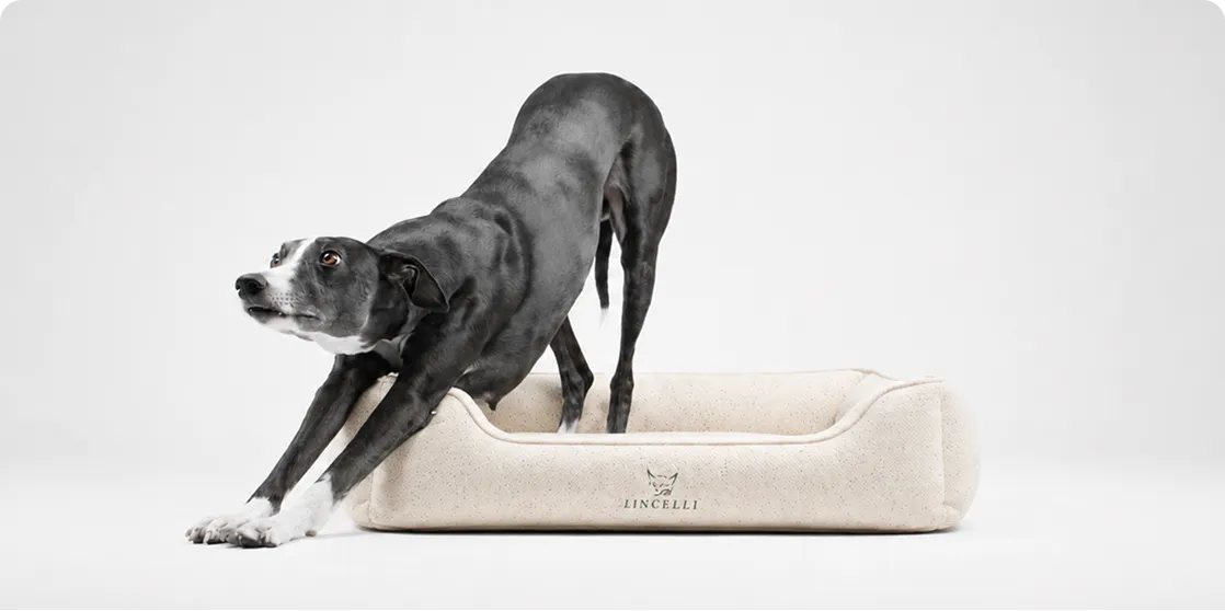 Modern Dog Bed Manufacturer