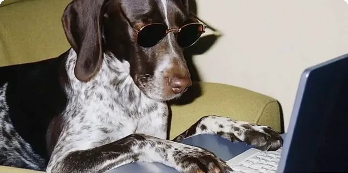 Modern Dog Bed Manufacturer